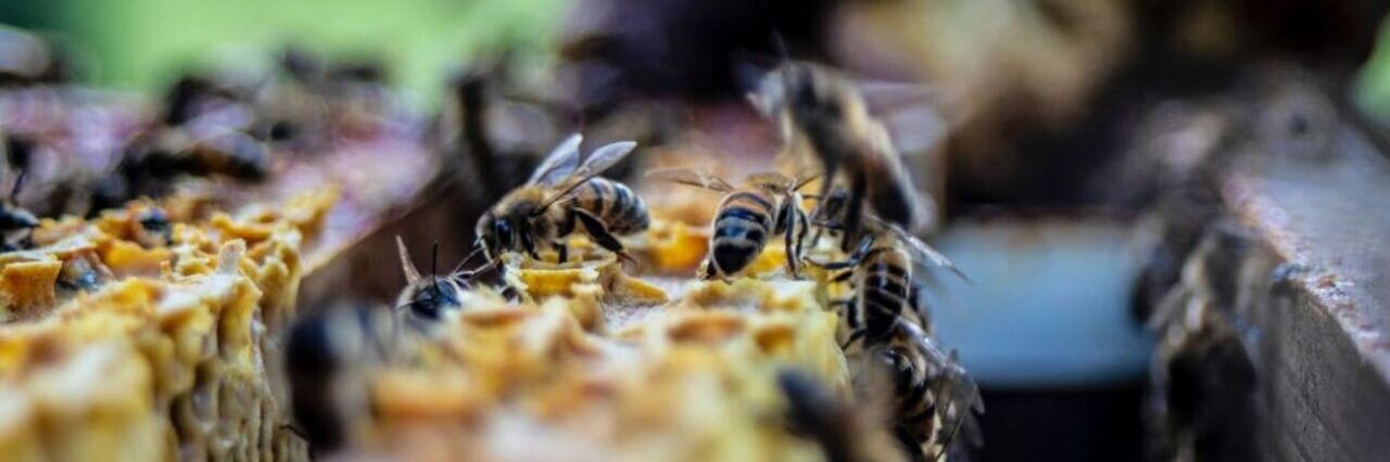 biodiversity abatement